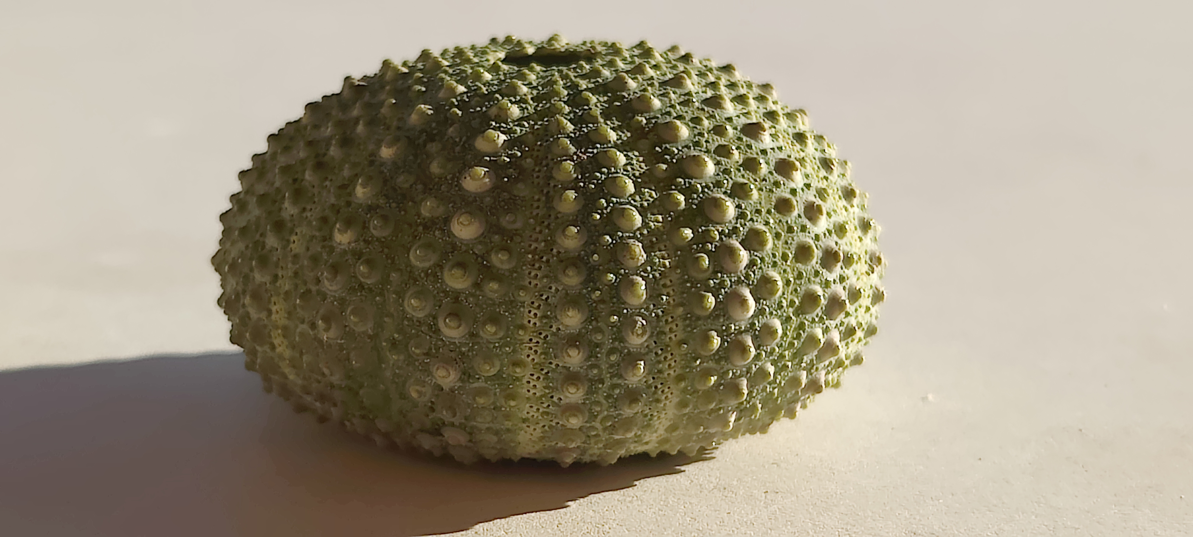 See-Igel Llanca