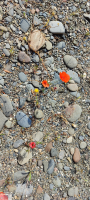 Mohn am Strand 