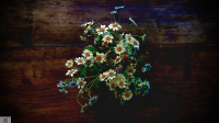 Gänseblümchen