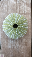 Seeigel Korsika