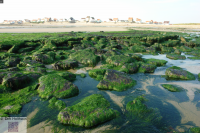 Strand von Audresselles