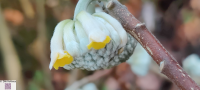 Blüte Papierbaum