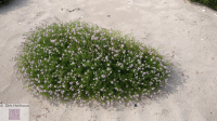 Salzwiese Ostsee