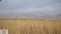 Rohrschilf Spiekeroog