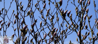 Magnolien