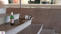 Neugierige Pinguine